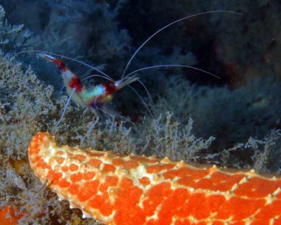 Candy Cane Shrimp