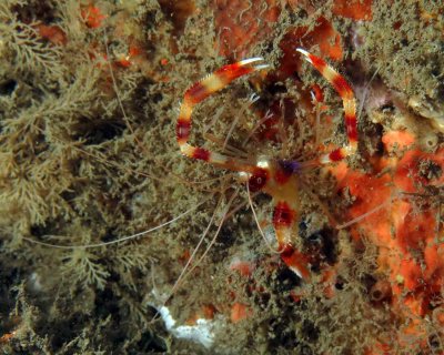 Candy Cane Shrimp