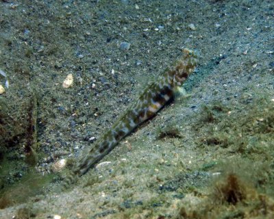 Orangespotted Goby