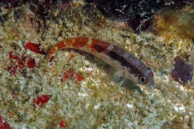 Saddle Blenny