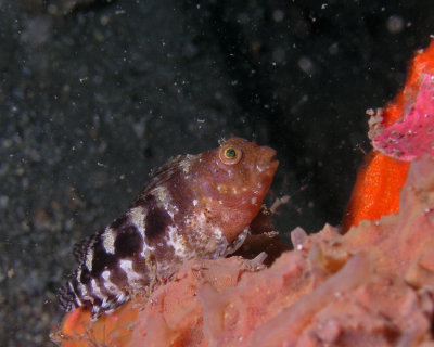 Barred Blenny