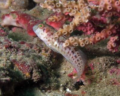 Seaweed Blenny