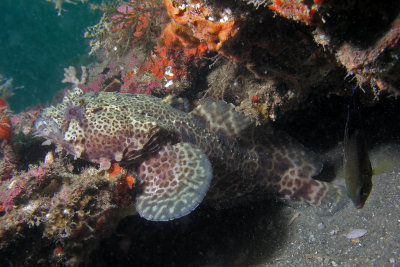 Leopard Toadfish