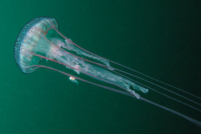Warty Jellyfish