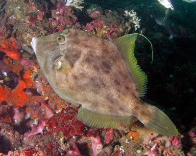 Planehead Filefish