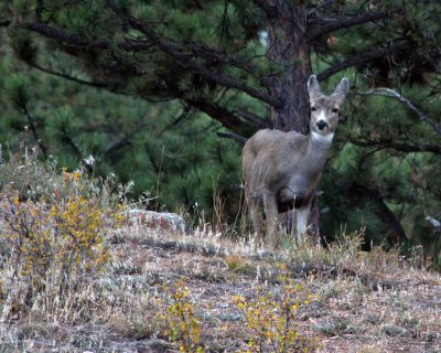 Mule Deer fawn