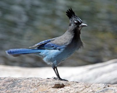 Bluejay