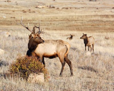 Elk