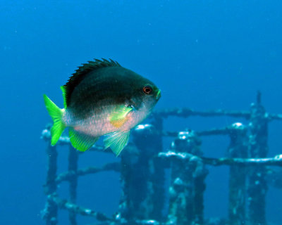 Yellowtail Reeffish