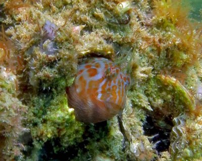 Featherduster Blenny