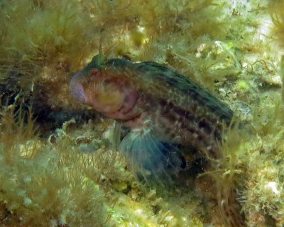 Seaweed Blenny