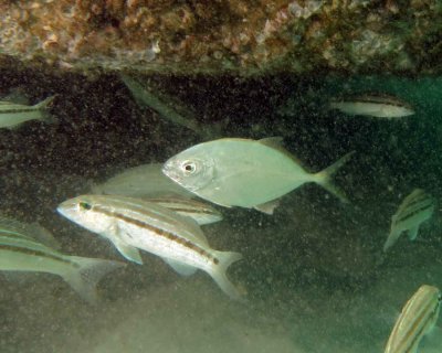 Yellow Jack and Sand Perches