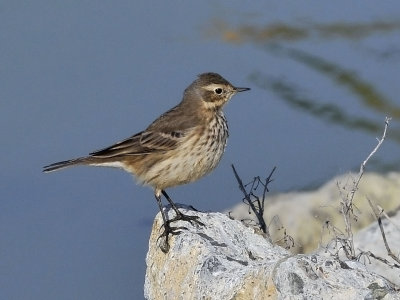 American Pipit, Anthus rubescens