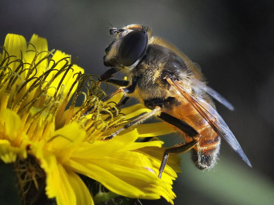 Drone Fly, Eristalis tenax