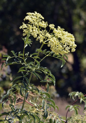 Blue Elderberry, Sambucus nigra ssp caerulea