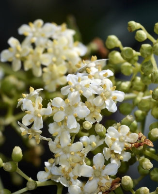 Blue Elderberry, Sambucus nigra ssp caerulea