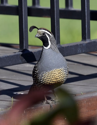 California Quail, male