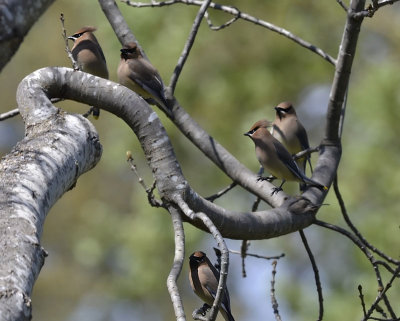 Cedar Waxwings