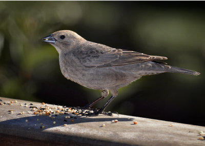 Brown-headed Cowbird, female