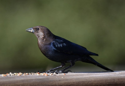Brown-headed Cowbird, male