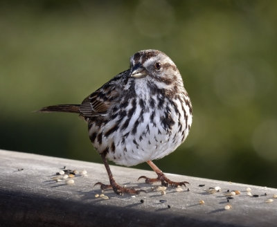 Song Sparrow