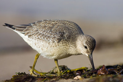 Biegus rdzawy (Calidris canutus)