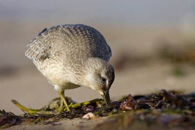 Biegus rdzawy (Calidris canutus)