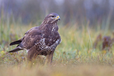 Myszolow (Buteo buteo)