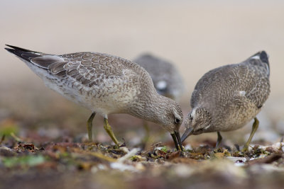 Biegus rdzawy (Calidris canutus)