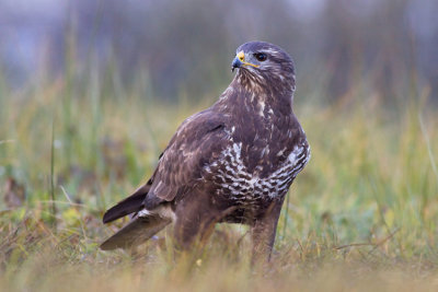 Myszolow (Buteo buteo)