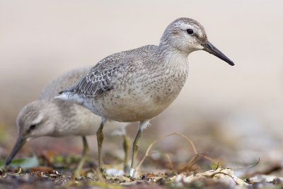 Biegus rdzawy (Calidris canutus)