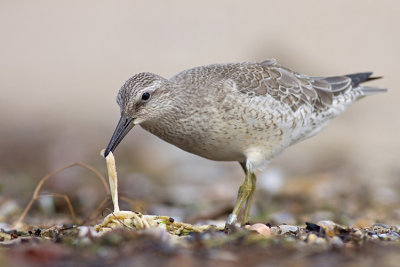 Biegus rdzawy (Calidris canutus)