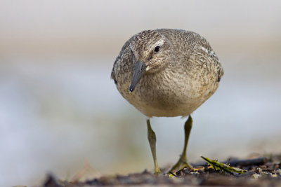Biegus rdzawy (Calidris canutus)