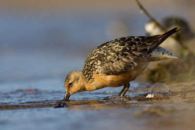 Biegus rdzawy (Calidris canutus)
