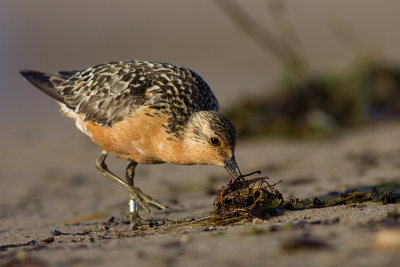 Biegus rdzawy (Calidris canutus)