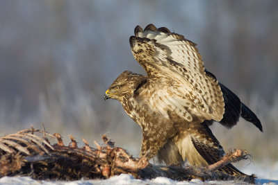 Myszolow (Buteo buteo)