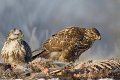 Myszolow (Buteo buteo)