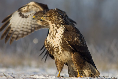 Myszolow (Buteo buteo)