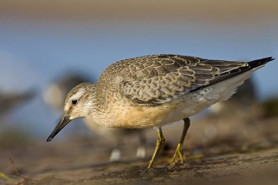 Biegus rdzawy (Calidris canutus)