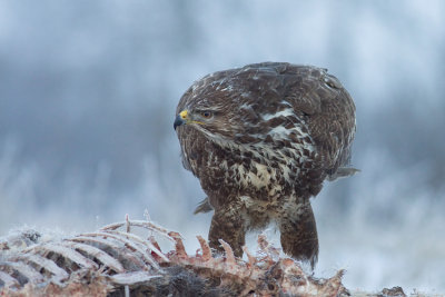 Myszolow (Buteo buteo)