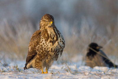 Myszolow (Buteo buteo)