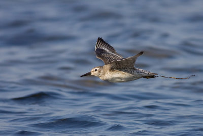 Biegus rdzawy (Calidris canutus)