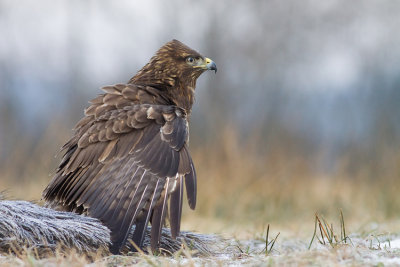 Myszolow (Buteo buteo)