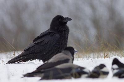 Kruk (Corvus corax)