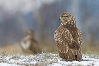 Myszolow (Buteo buteo)