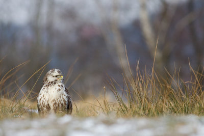 Myszolow (Buteo buteo)