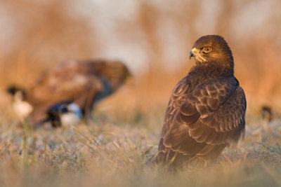 Myszolow (Buteo buteo)