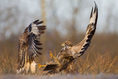 Myszolow (Buteo buteo)