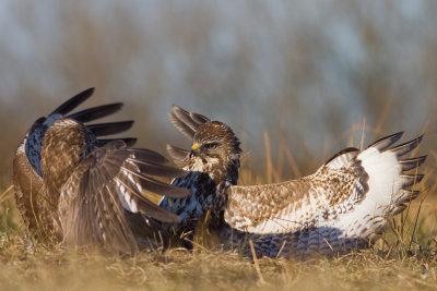 Myszolow (Buteo buteo)