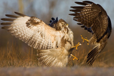 Myszolow (Buteo buteo)